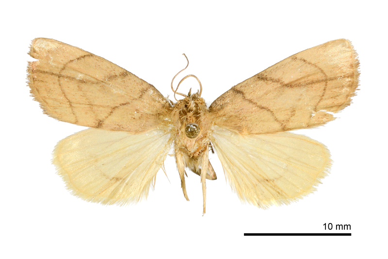 Cosmia limacodina Male